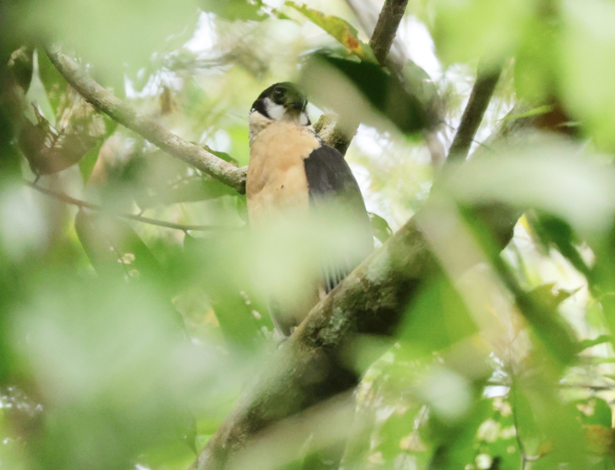 Collared Forest-Falcon - Ken Oeser