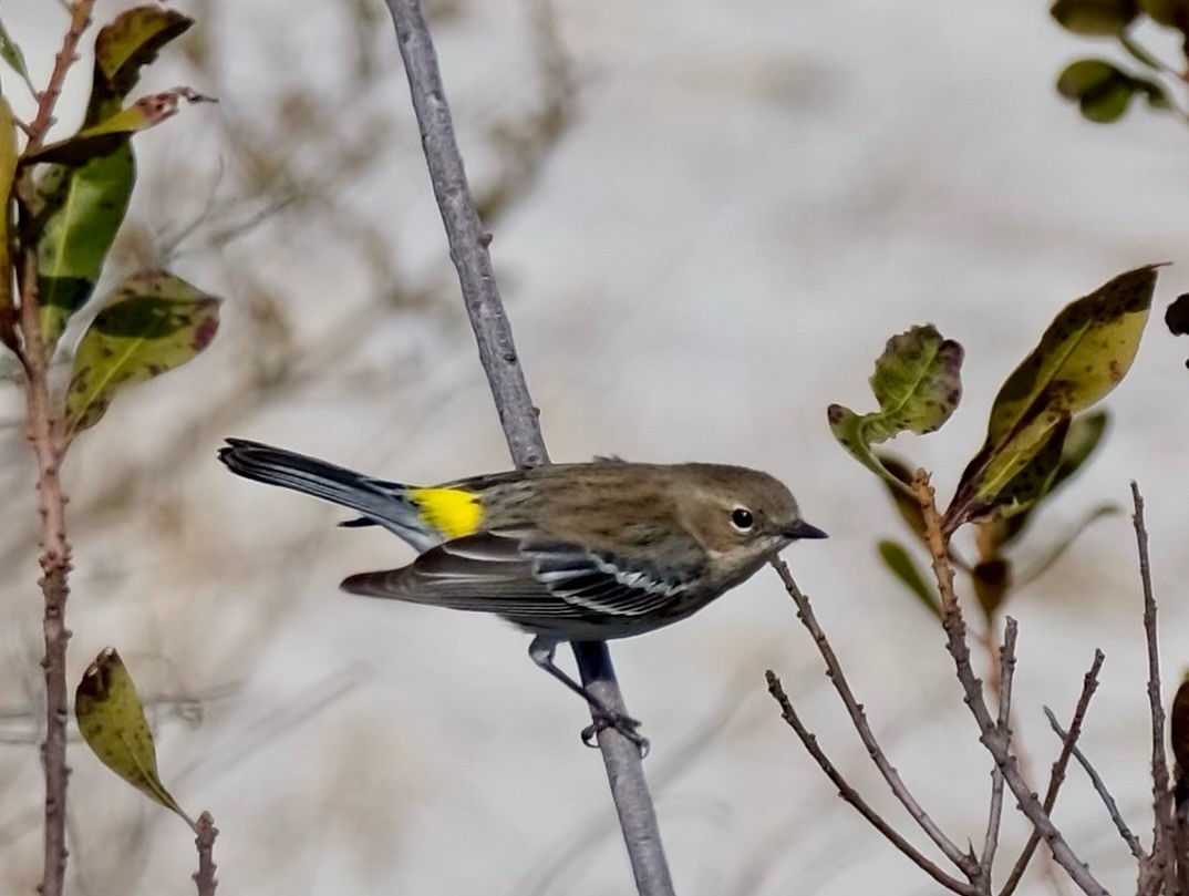 Yellow-rumped Warbler - ML616009175