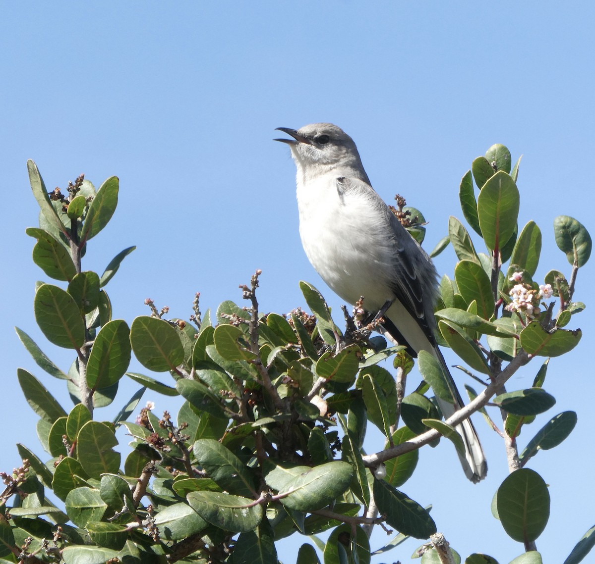 Northern Mockingbird - Michael Gruskin