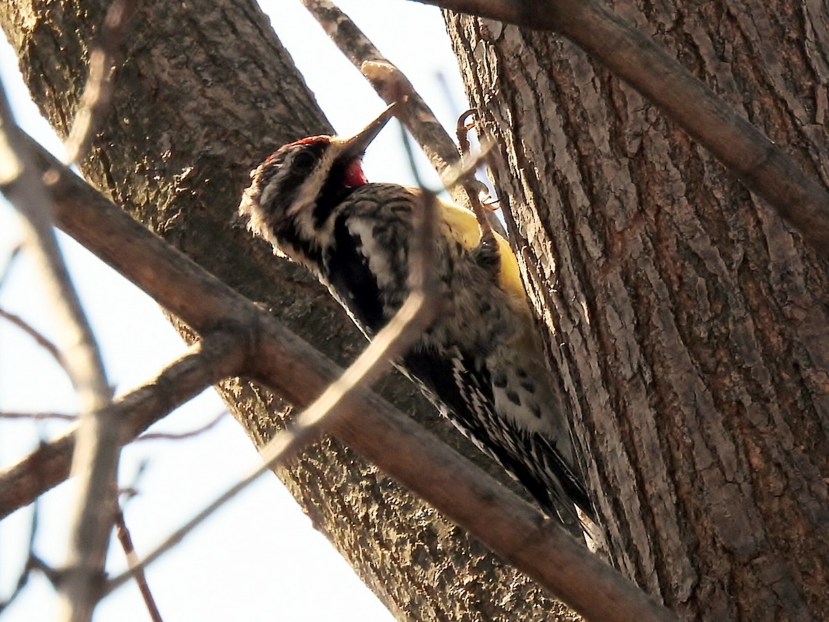 Yellow-bellied Sapsucker - ML616009187