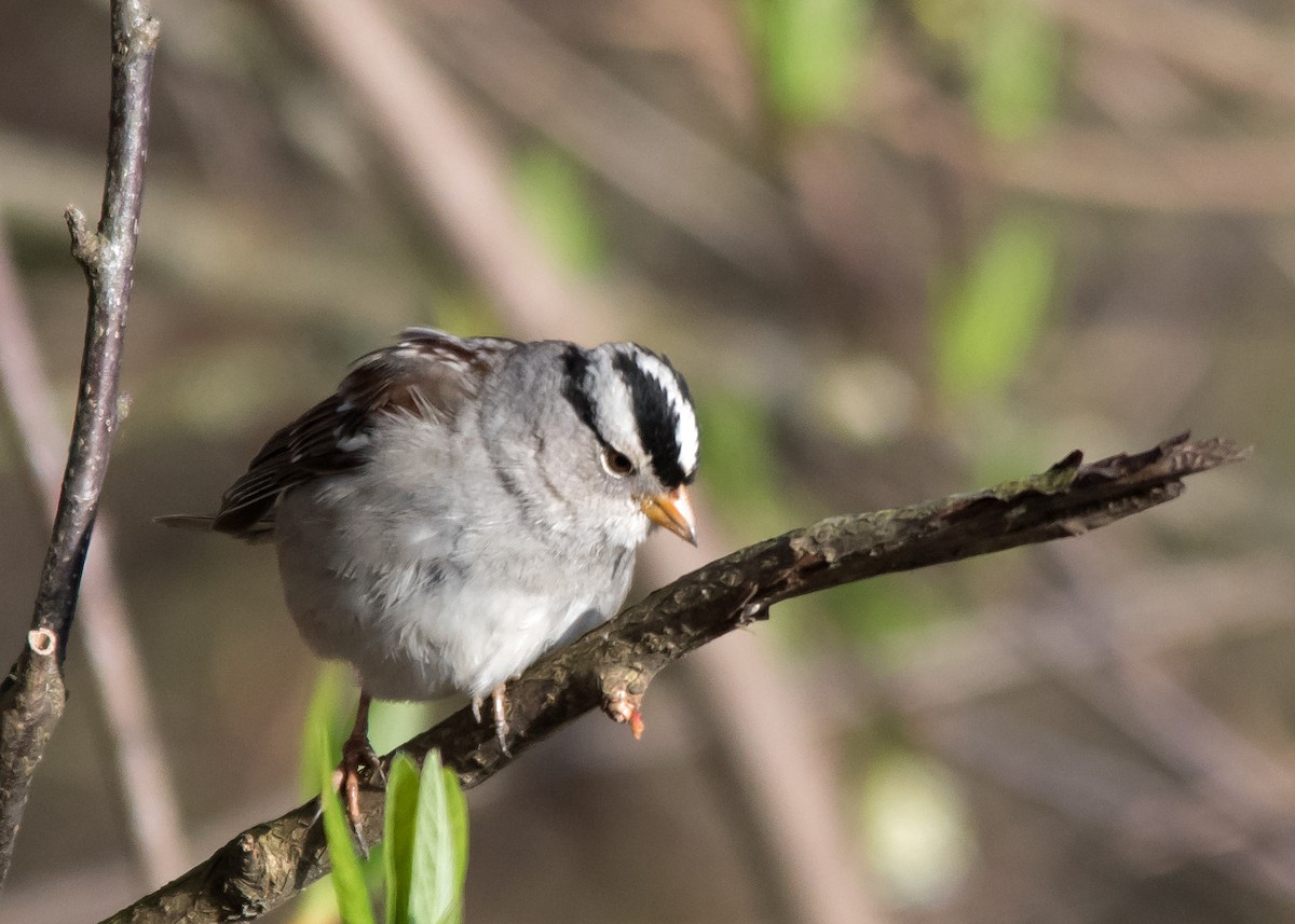 White-crowned Sparrow - ML616009214
