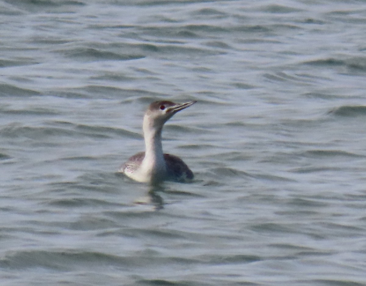 Red-throated Loon - Dawn Garcia