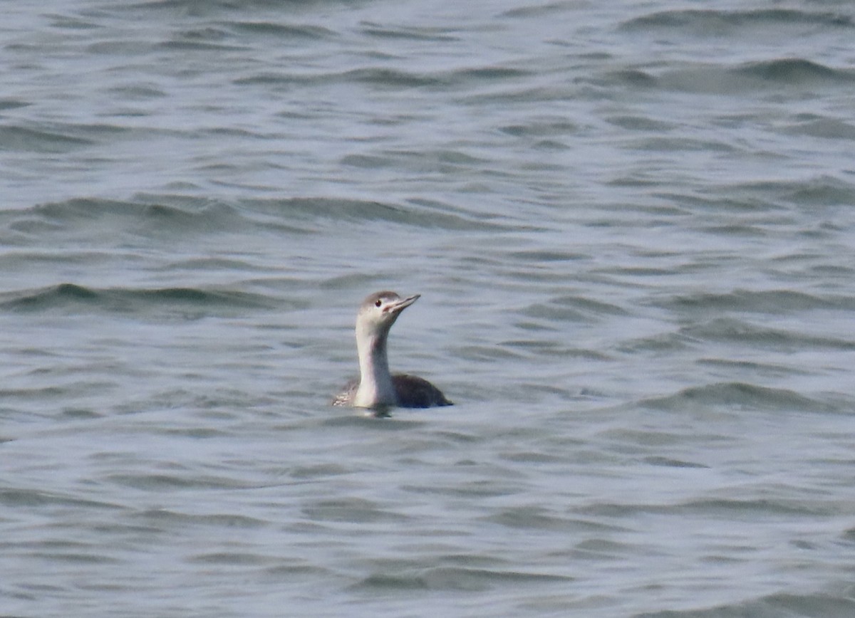 Red-throated Loon - Dawn Garcia