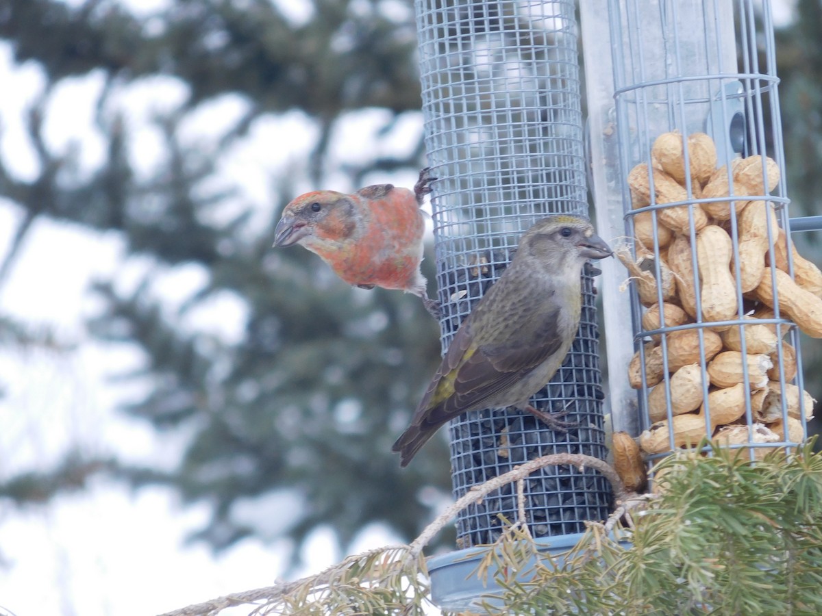 Red Crossbill - ML616009255