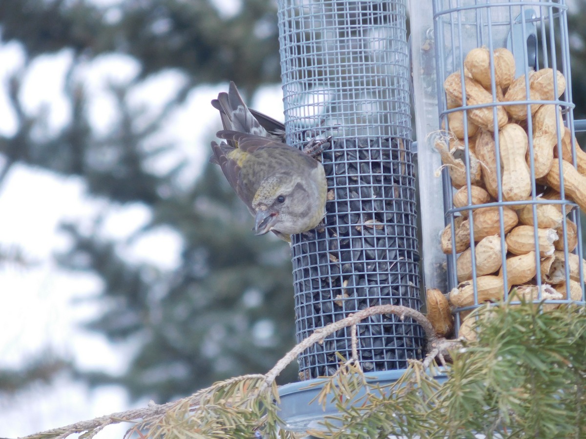 Red Crossbill - ML616009260