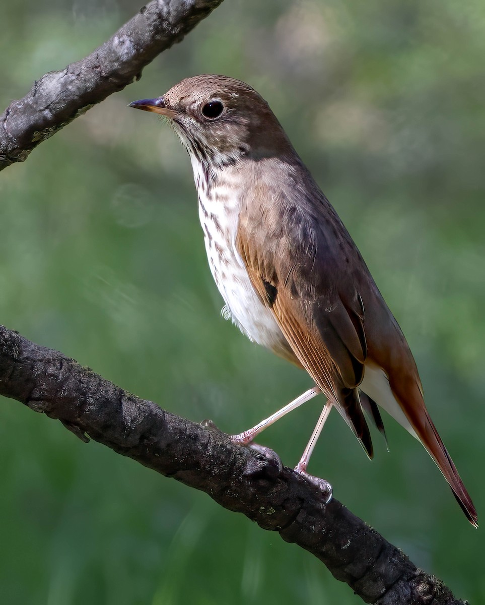 Hermit Thrush - ML616009273