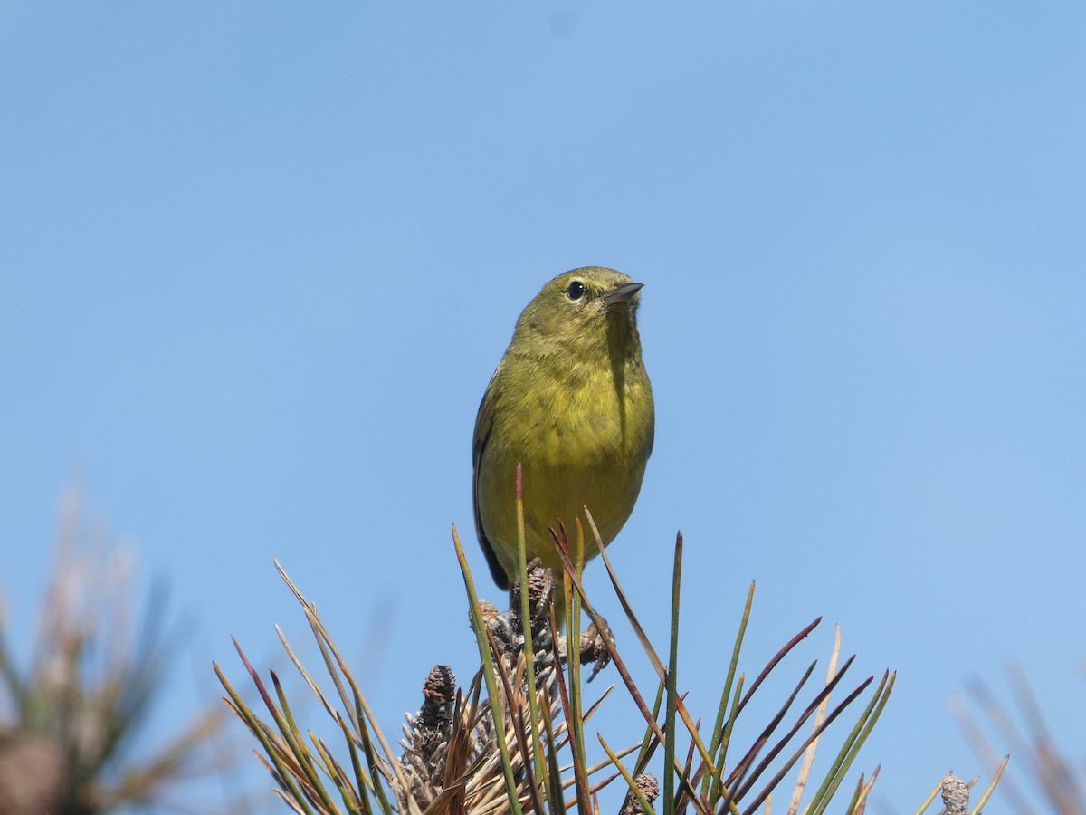 Orange-crowned Warbler - Michael Gruskin