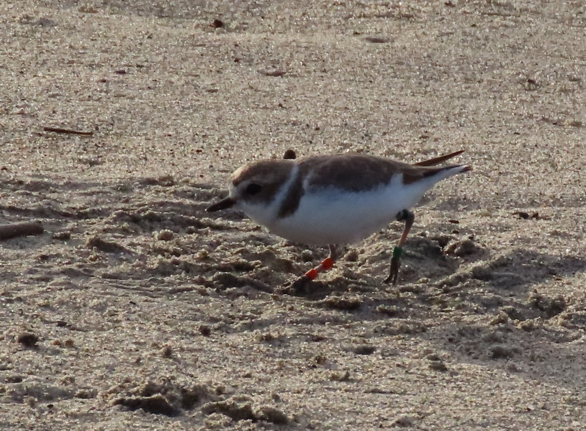 Snowy Plover - Dawn Garcia