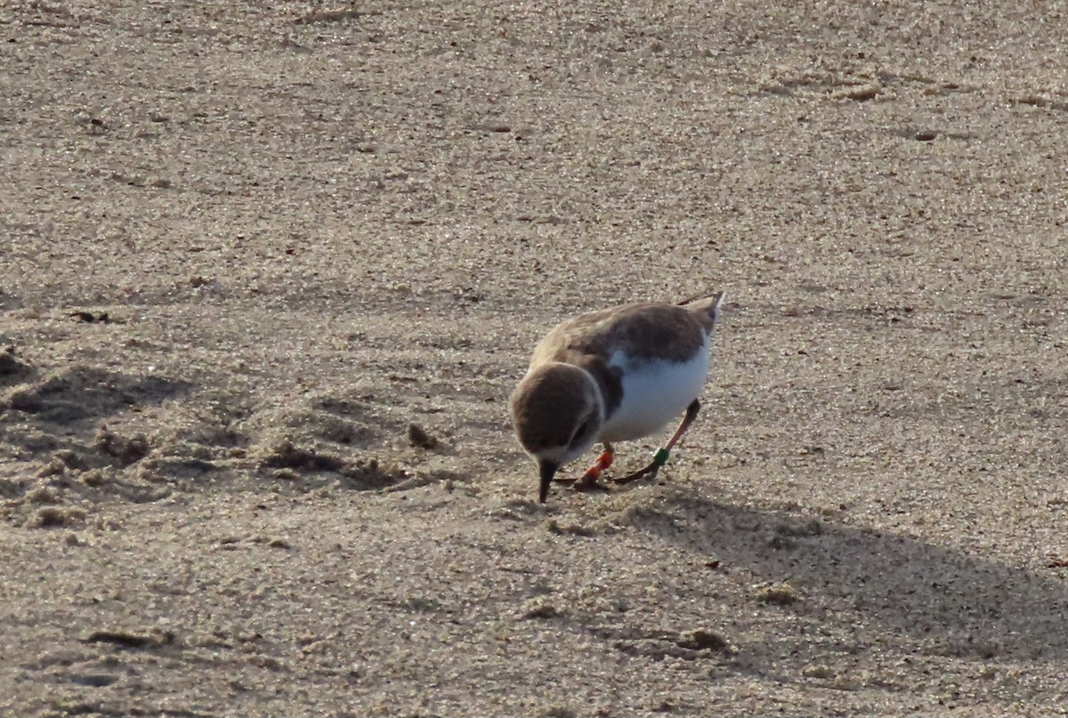 Snowy Plover - Dawn Garcia