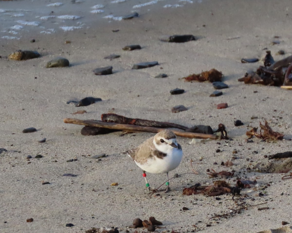 Snowy Plover - Dawn Garcia