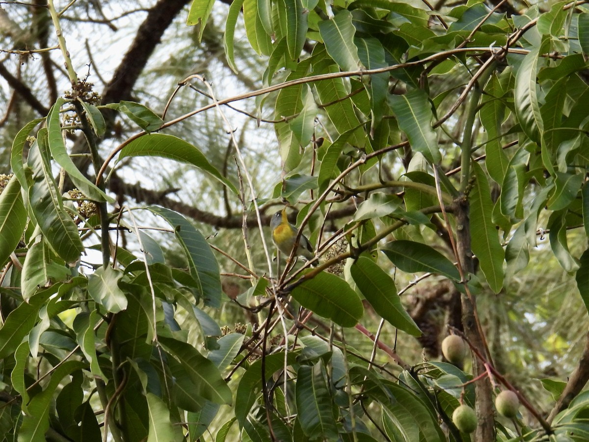Northern Parula - ML616009464