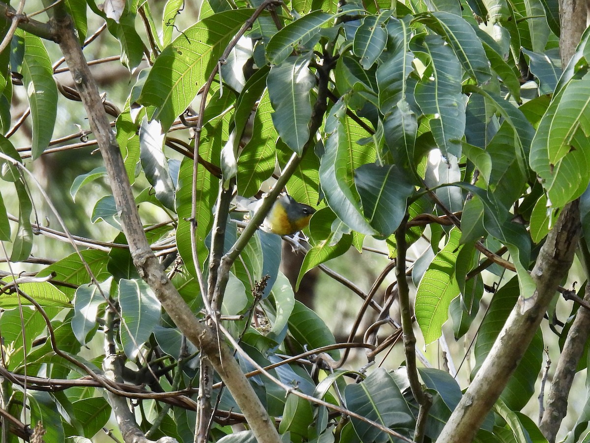 Northern Parula - ML616009465