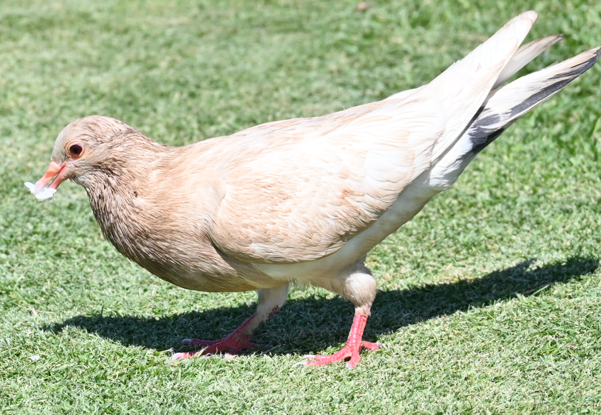 ub. due (Columbidae sp.) - ML616009499