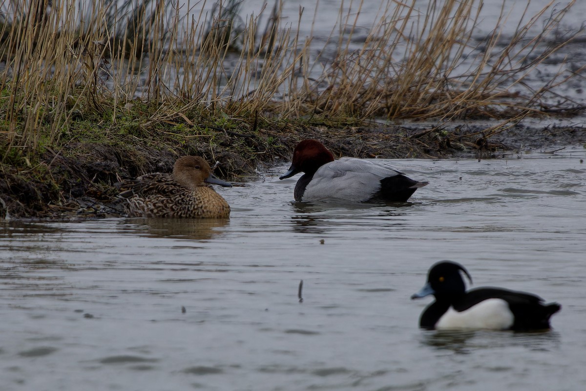 Northern Pintail - ML616009507