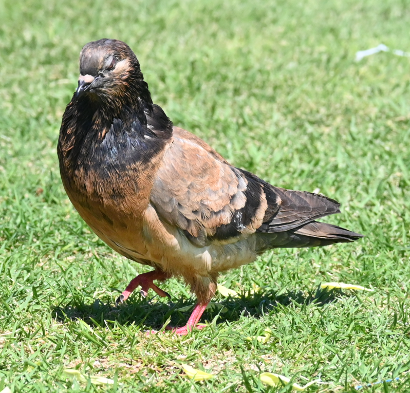 ub. due (Columbidae sp.) - ML616009527