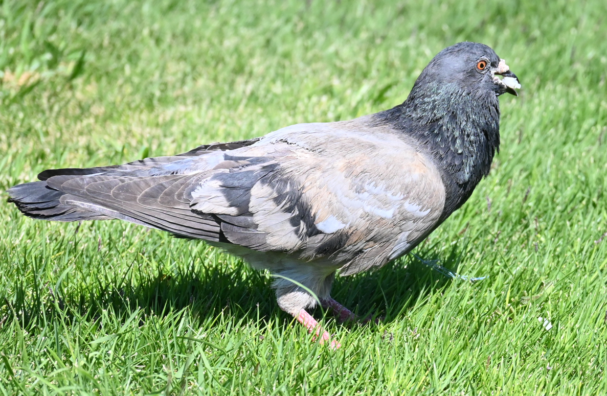 Columbidae sp. - ML616009528