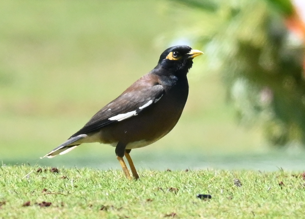 Common Myna - ML616009557