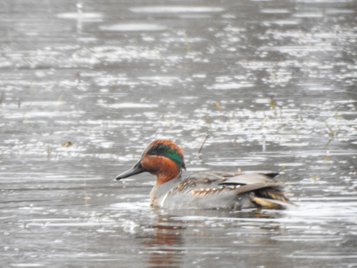 Green-winged Teal - Ryne VanKrevelen