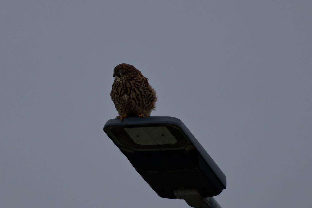 Eurasian Kestrel - Jeffrey Leguit