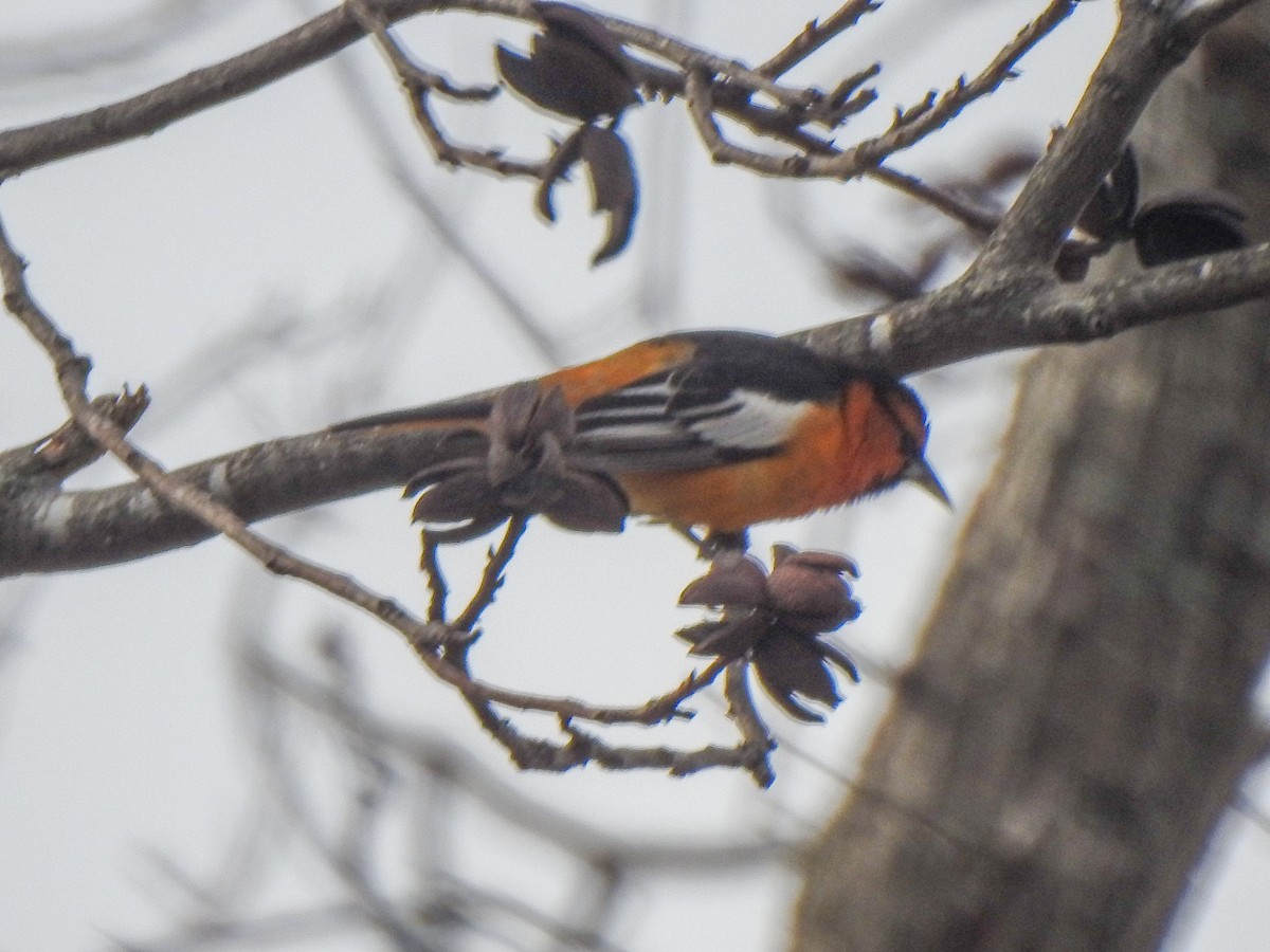 Bullock's Oriole - Ryne VanKrevelen