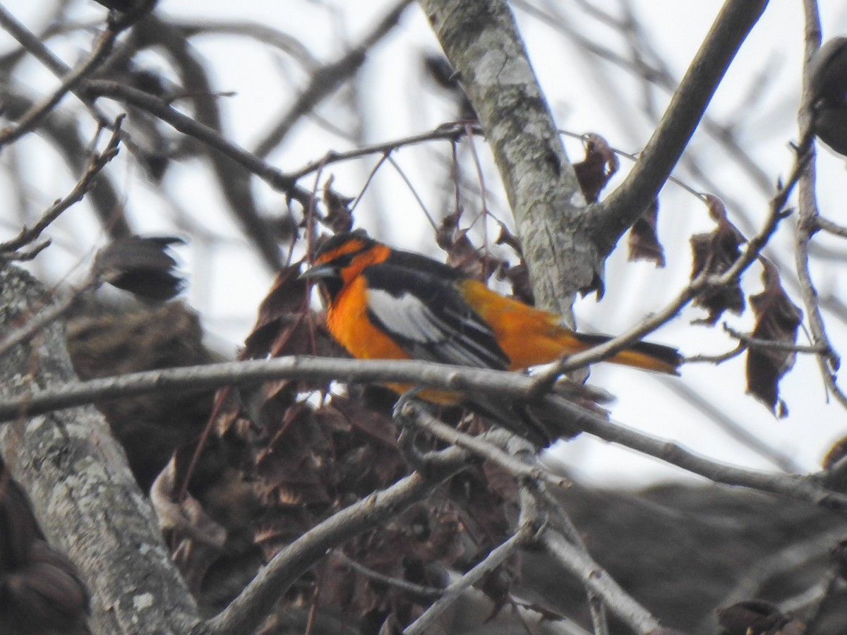 Bullock's Oriole - Ryne VanKrevelen