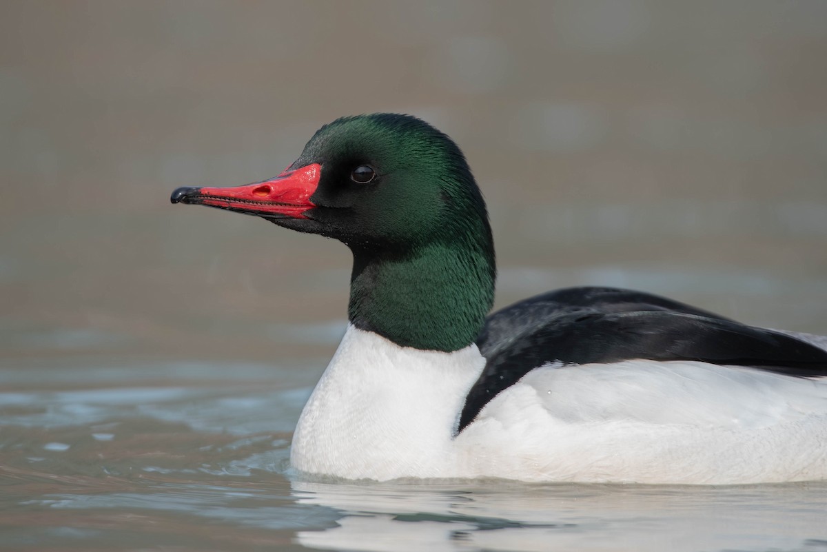 Common Merganser - Cassidy Ficker