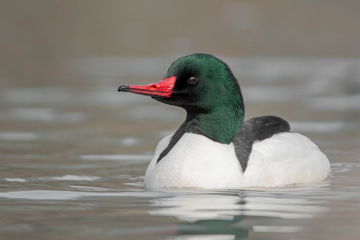 Common Merganser - Cassidy Ficker