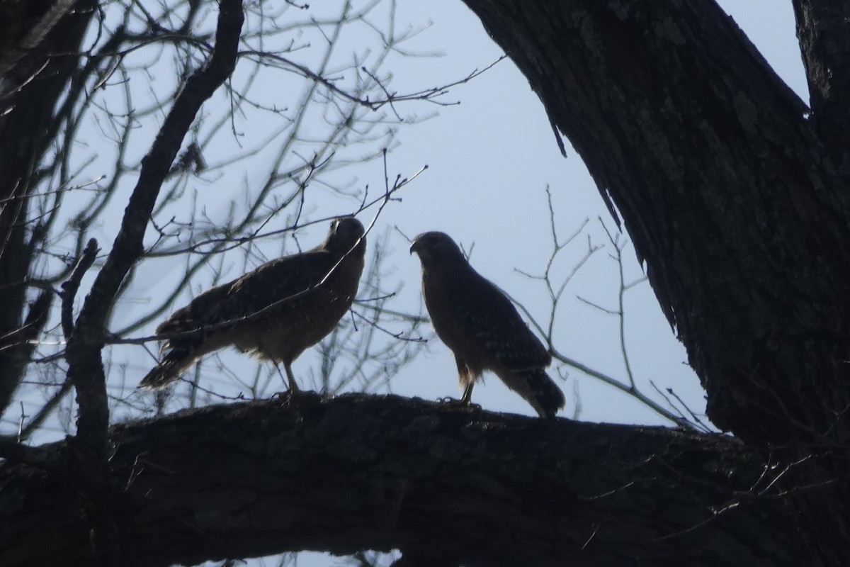 Red-shouldered Hawk - ML616009652