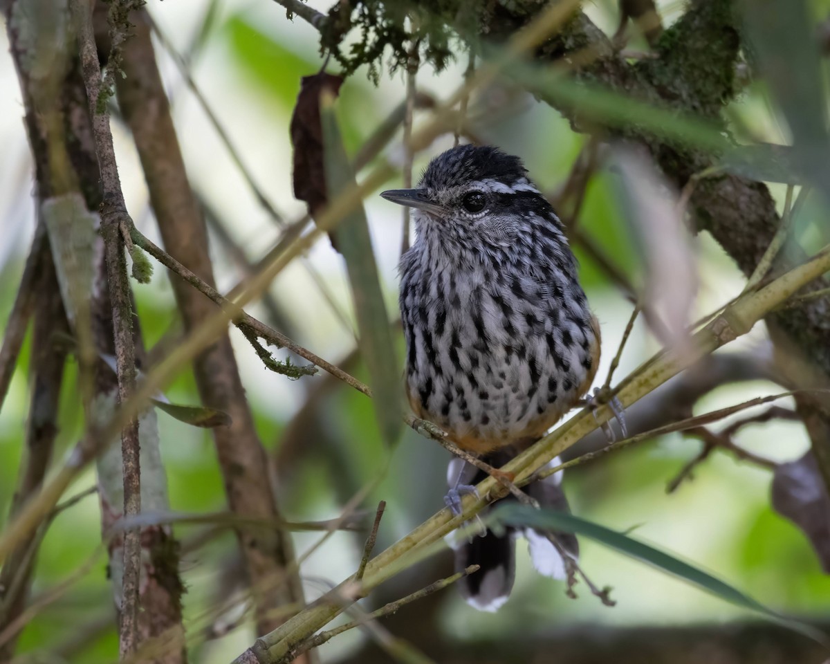 Ochre-rumped Antbird - Alejandro Pinto_TanagerPhotoTours