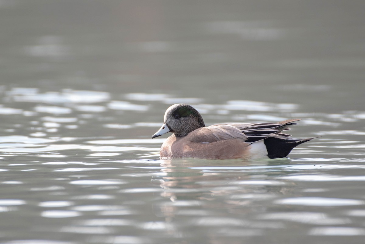 American Wigeon - Cassidy Ficker