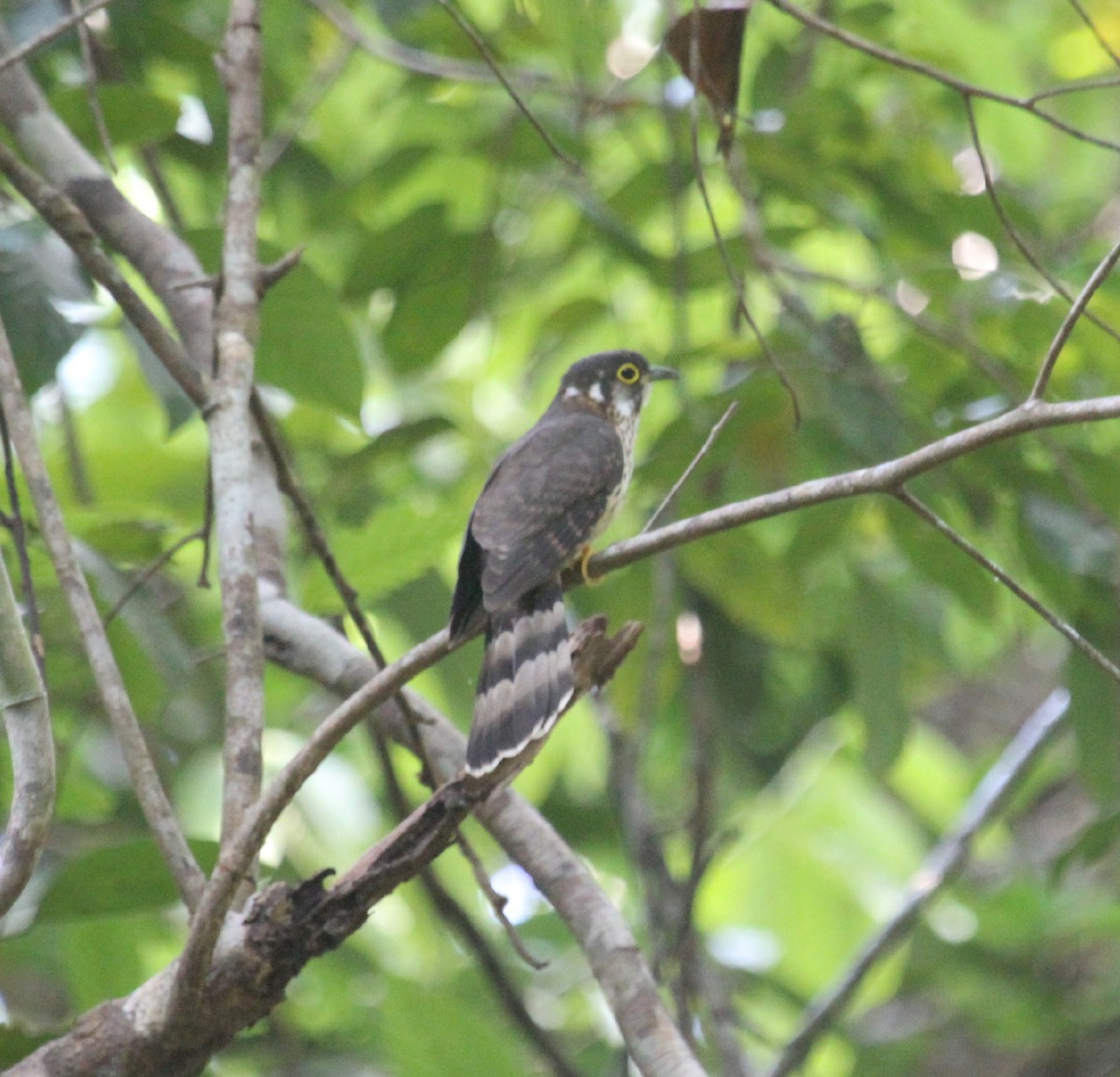 Moustached Babbler - Napatson Bunnueang