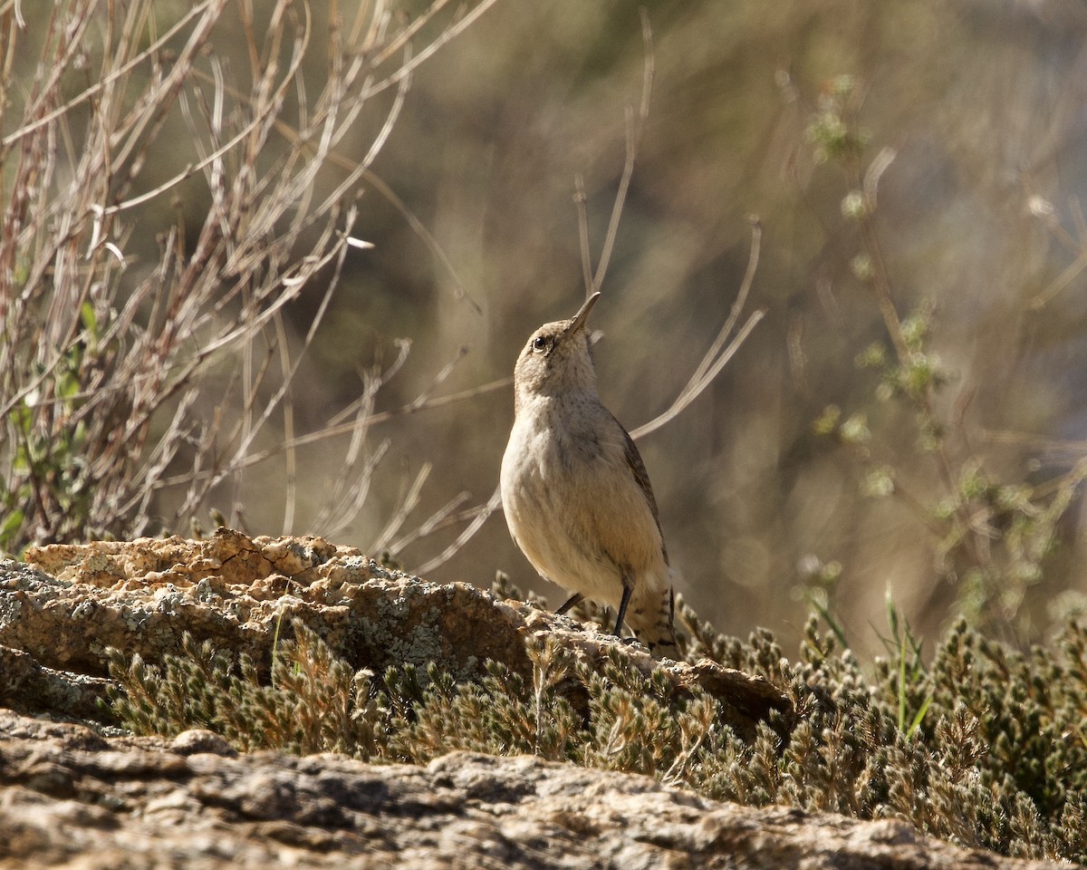 Rock Wren - ML616009800