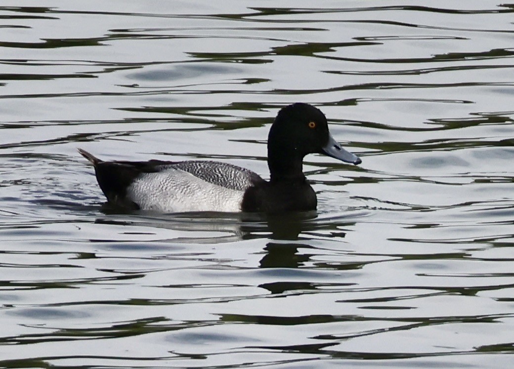 Lesser Scaup - ML616009894