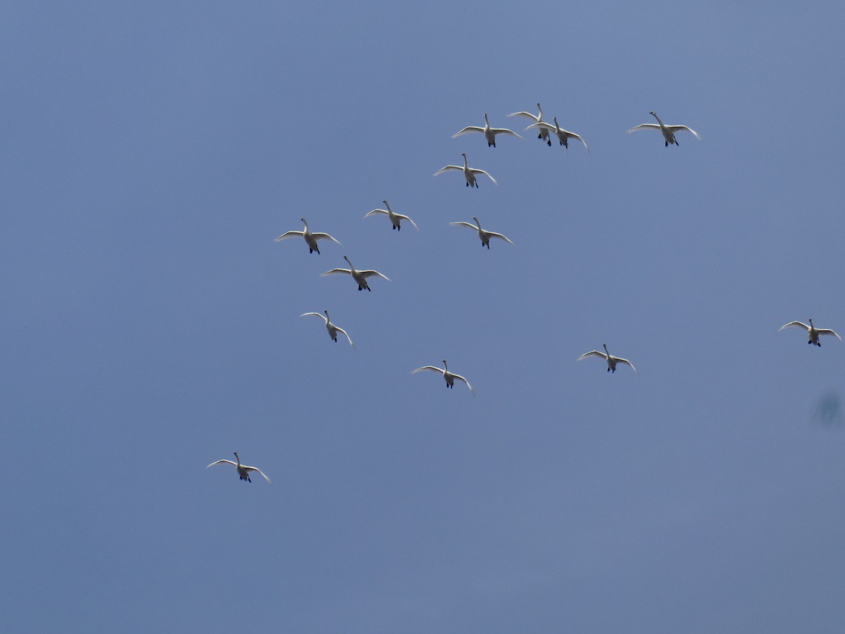 Tundra Swan - ML616009924