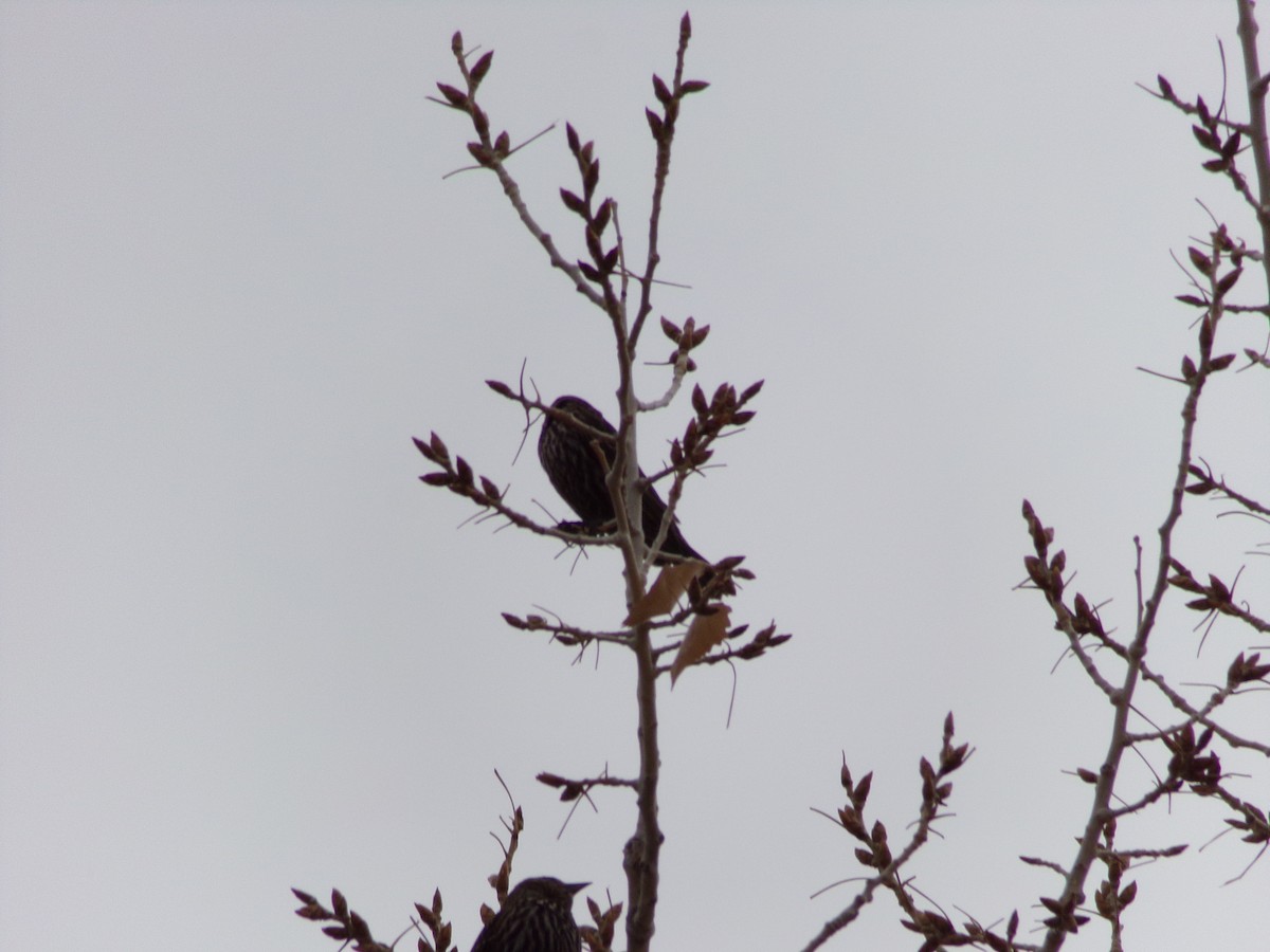 Red-winged Blackbird - ML616009947