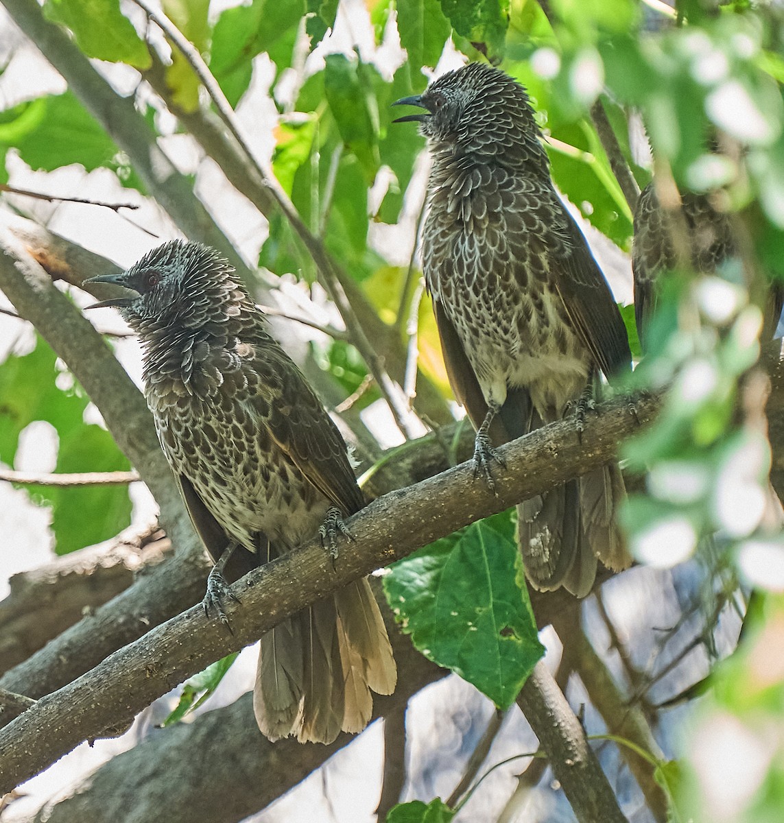 Hartlaub's Babbler - Steven Cheong