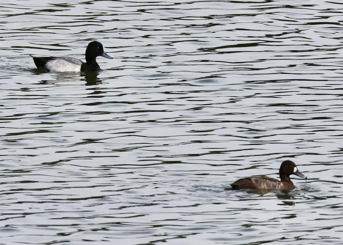 Lesser Scaup - Charlie   Nims