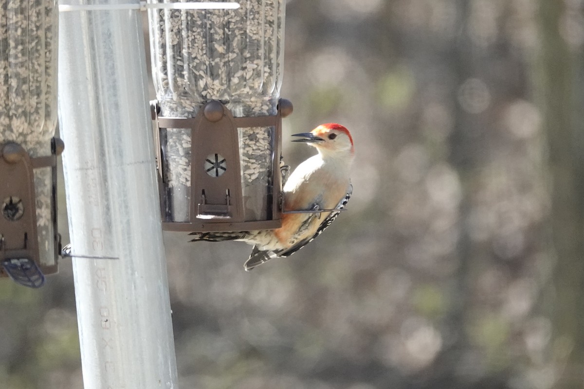 Red-bellied Woodpecker - ML616010029