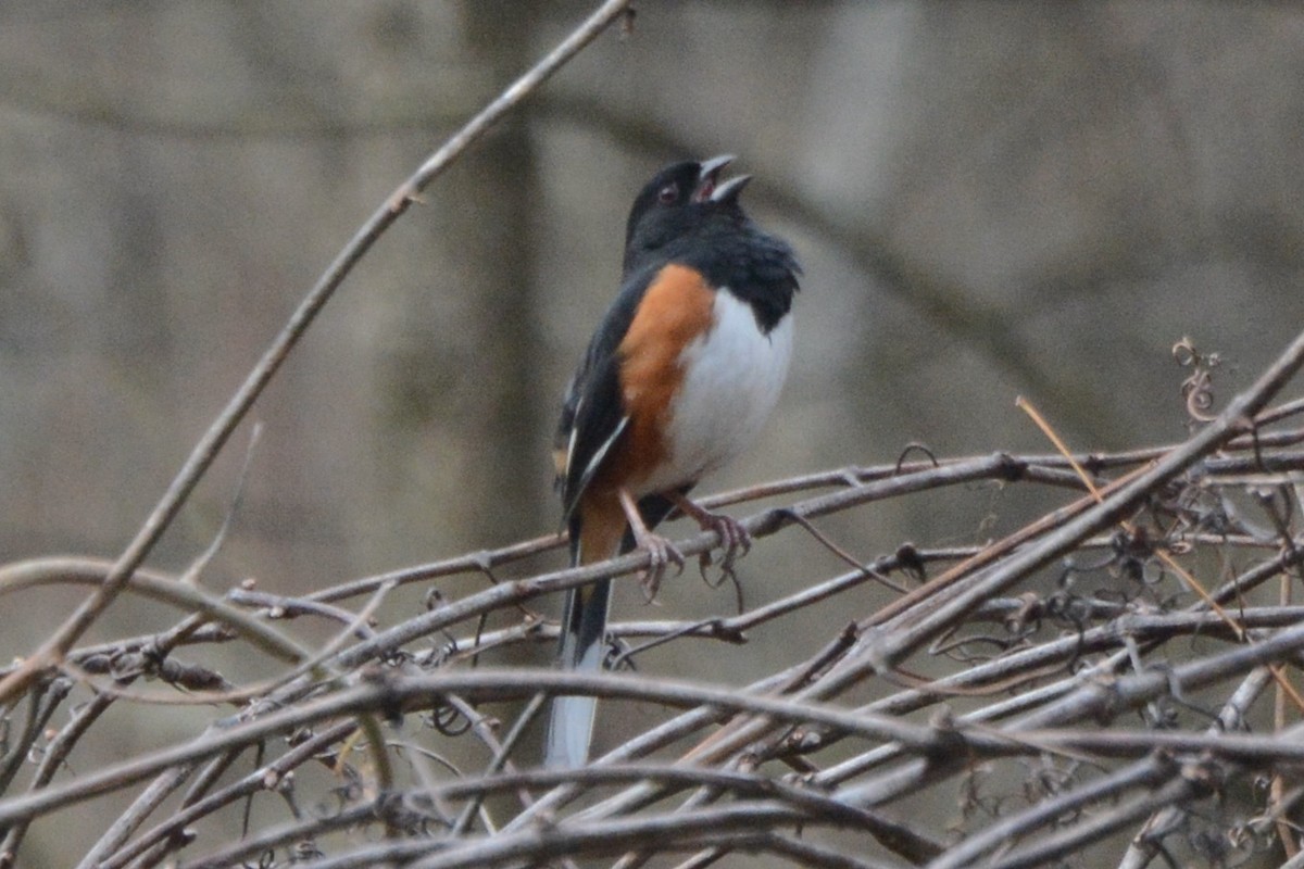 Eastern Towhee - ML616010032