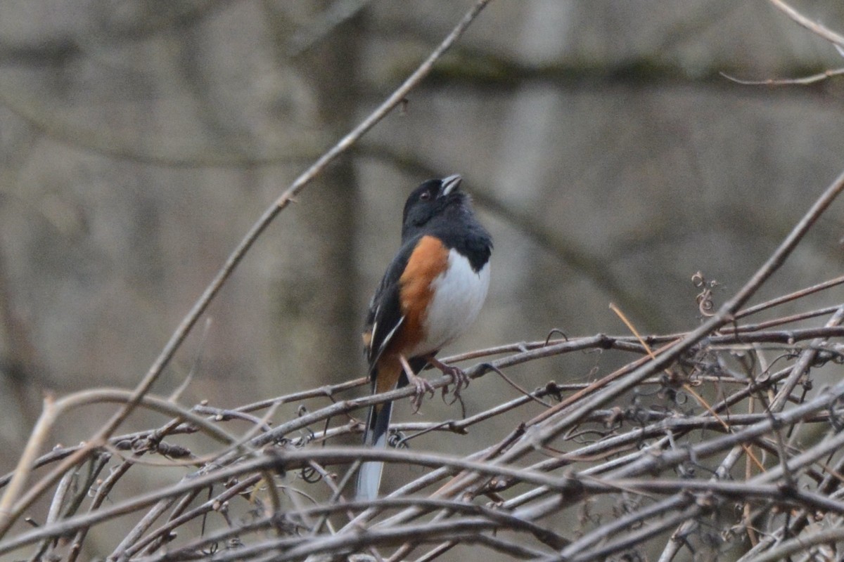 Eastern Towhee - ML616010033