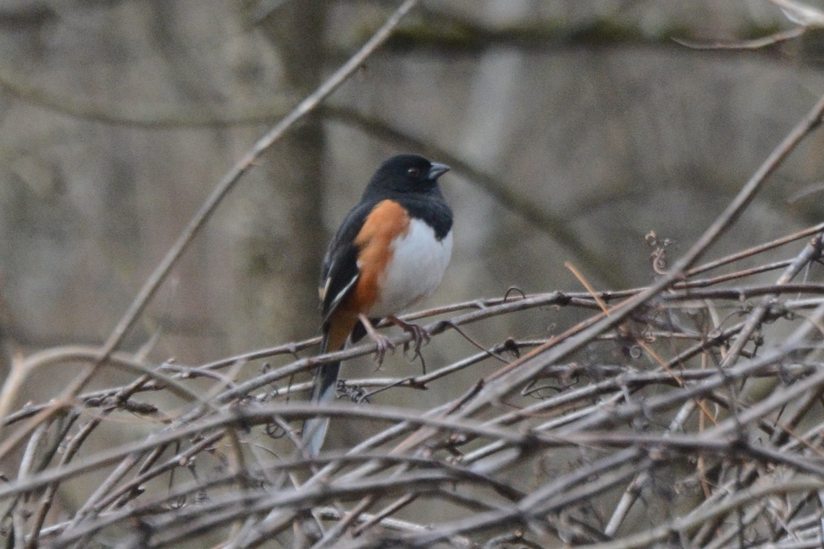 Eastern Towhee - ML616010034