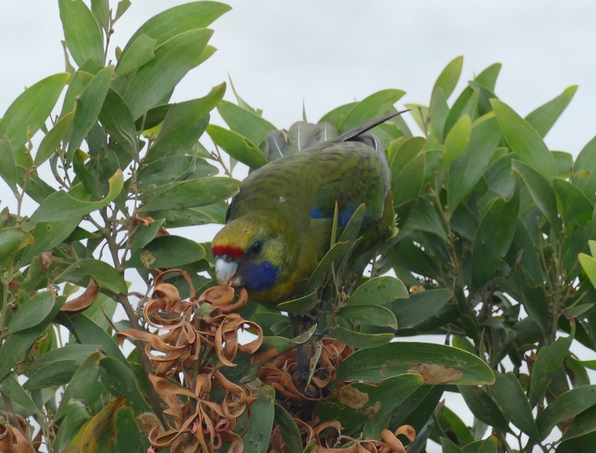 Green Rosella - ML616010046