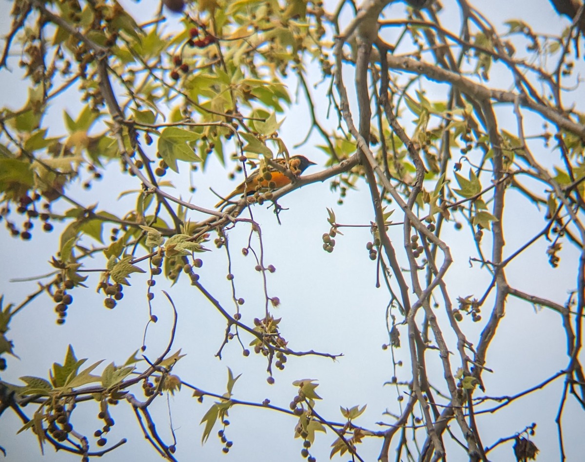 Oriole de Baltimore - ML616010051