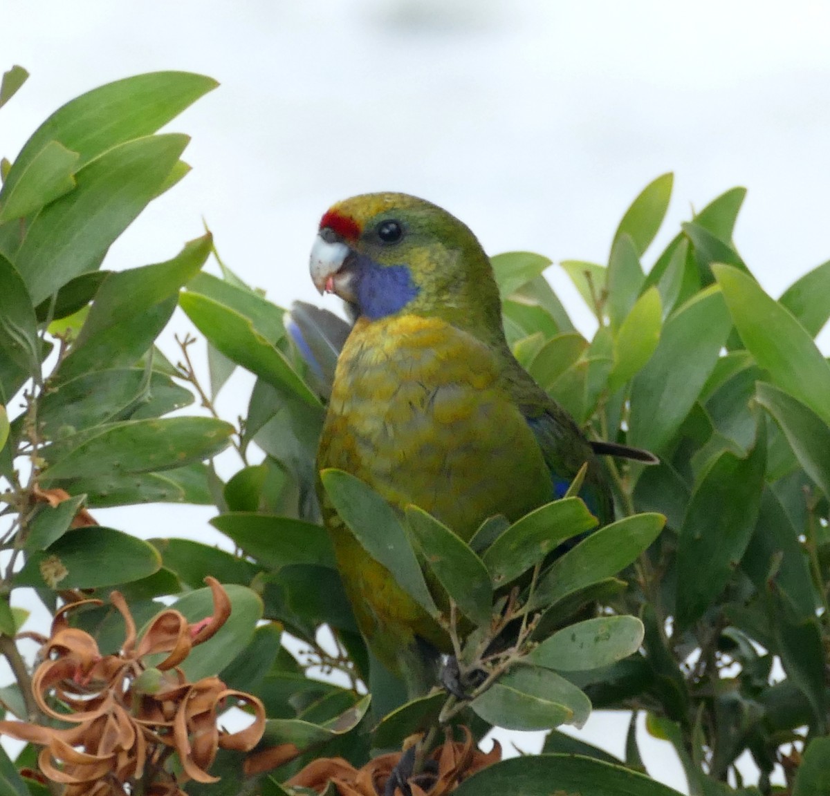 Green Rosella - ML616010055