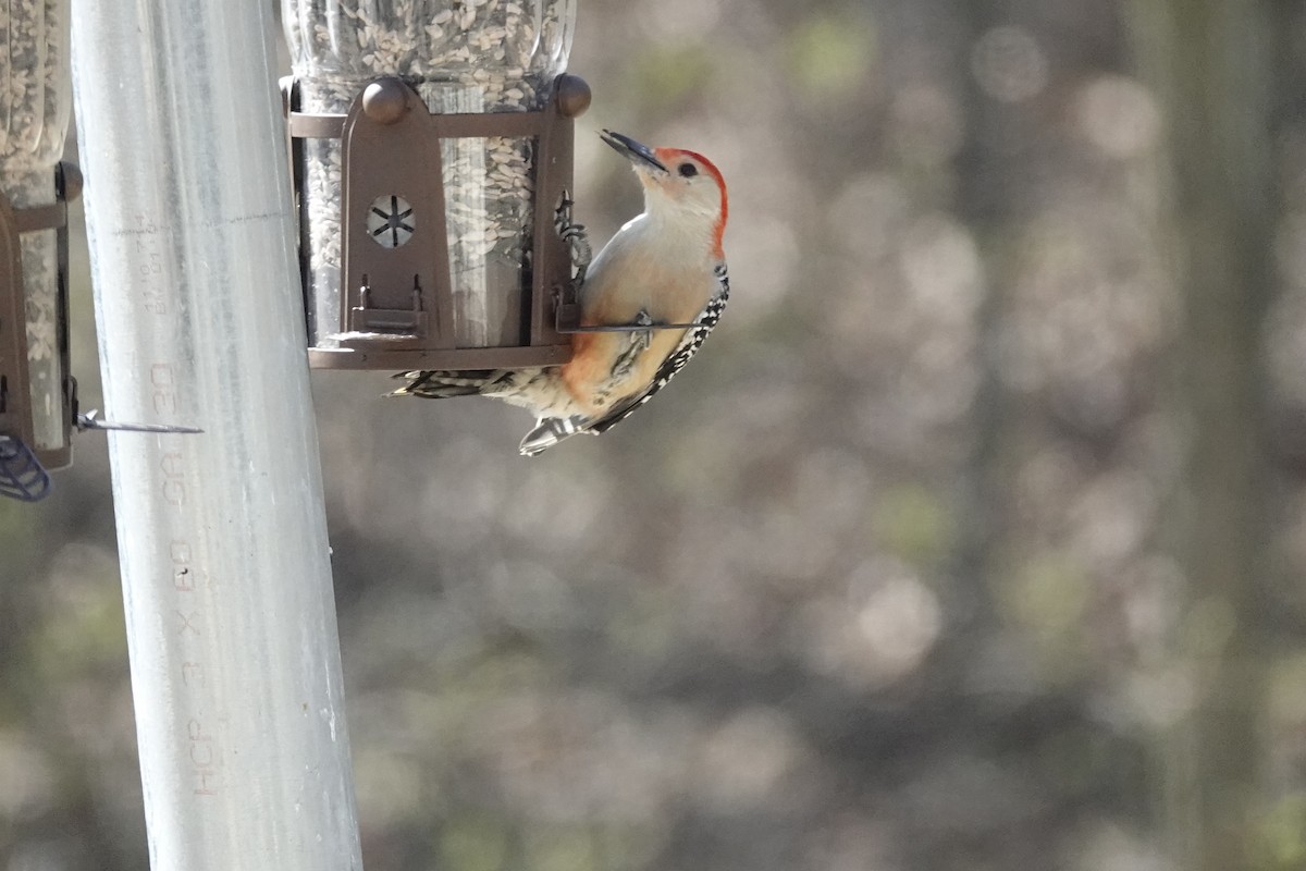 Red-bellied Woodpecker - ML616010070