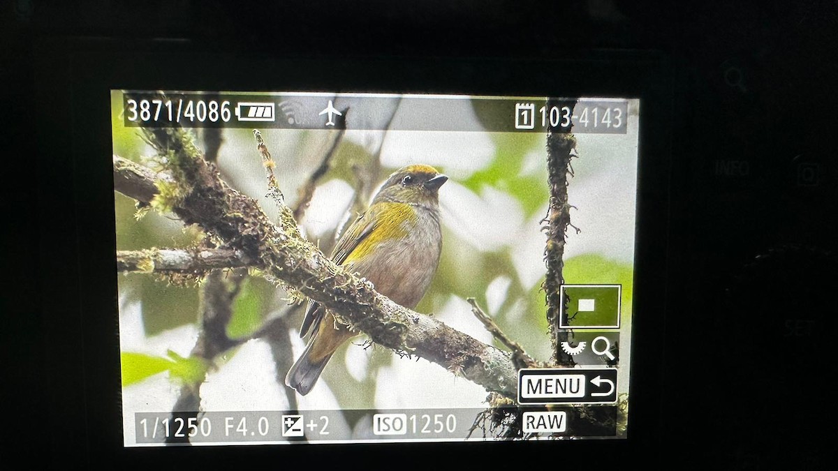 Orange-crowned Euphonia - ML616010084