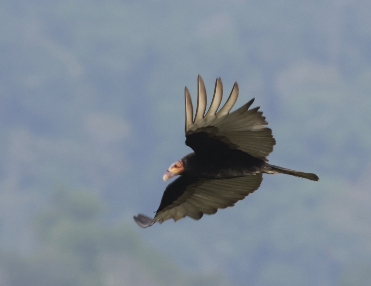 Lesser Yellow-headed Vulture - ML616010101