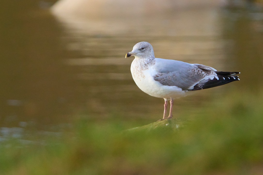 Silbermöwe - ML616010102