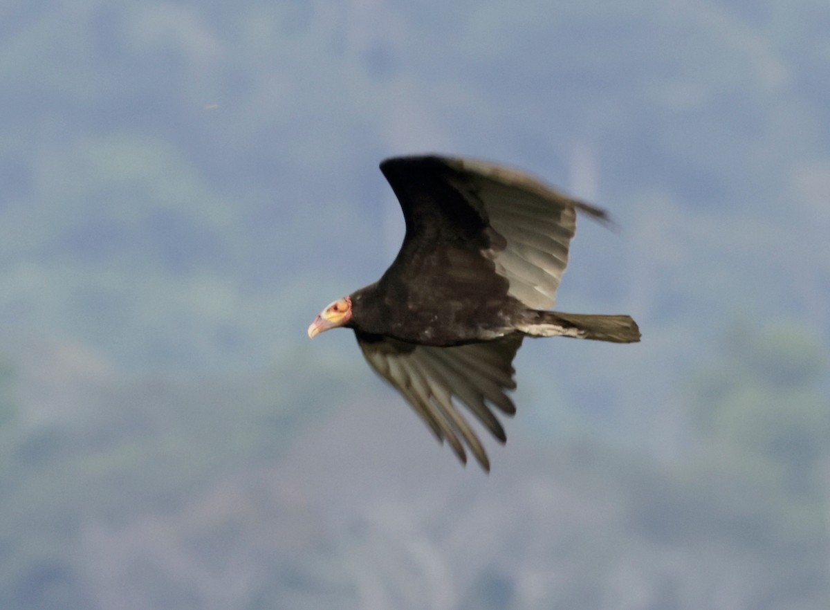 Lesser Yellow-headed Vulture - ML616010104