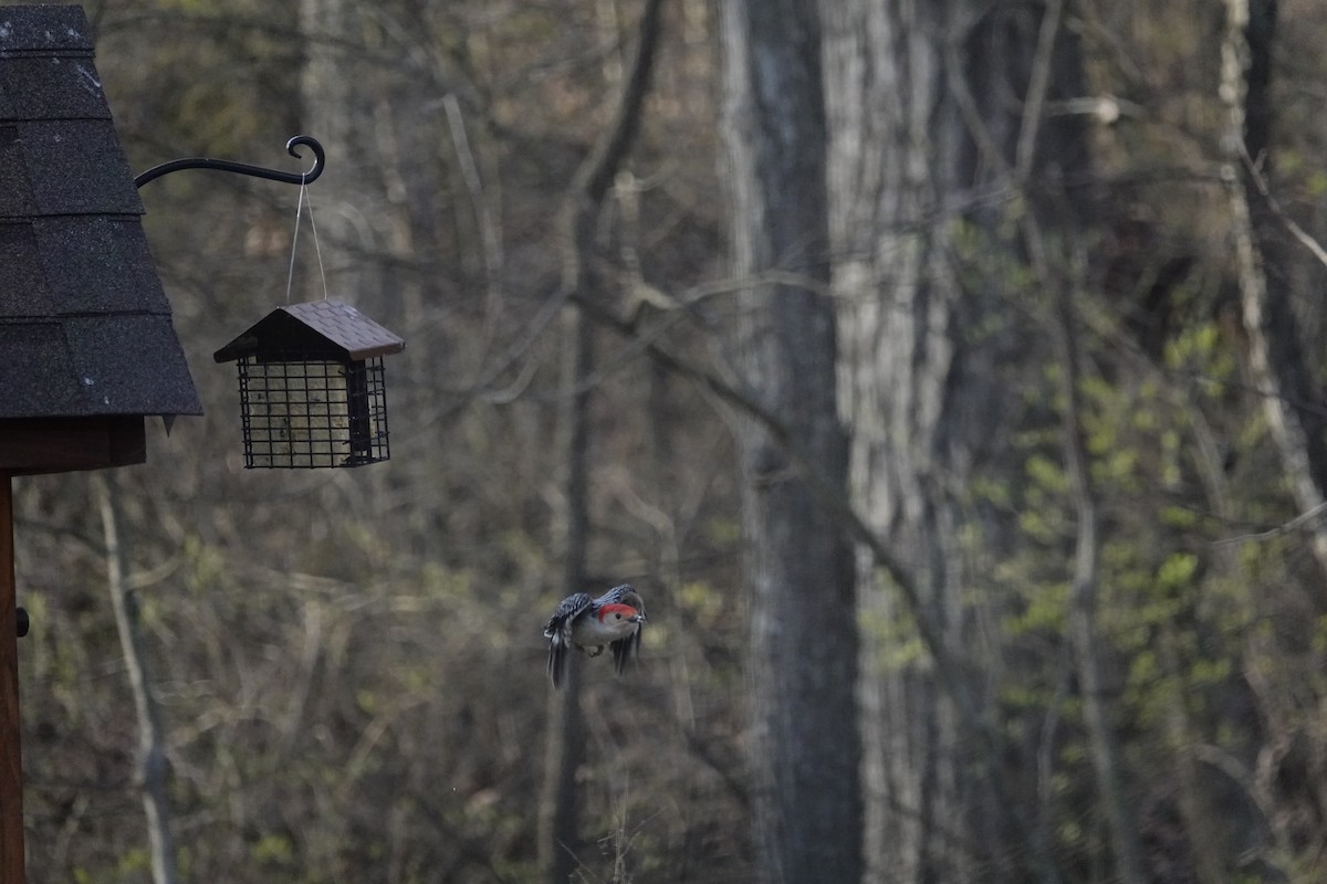 Red-bellied Woodpecker - ML616010111